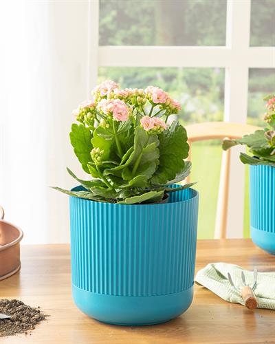 Bloom Саксия Пластмаса 18x18x16 см Син