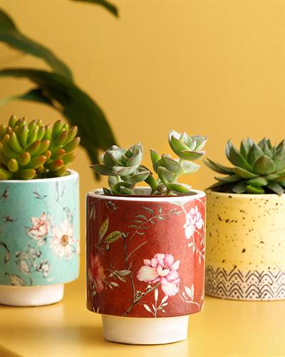 Bloom On Саксия Доломит 7,5x8,5 см Червен