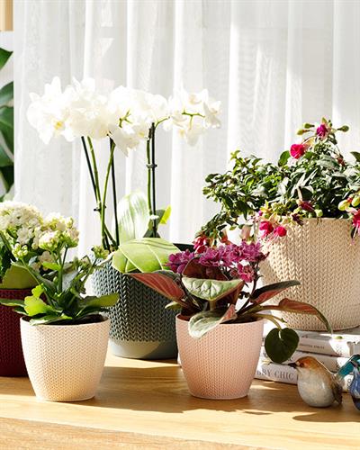 Braiding Саксия Пластмаса 0,5 л Пудра