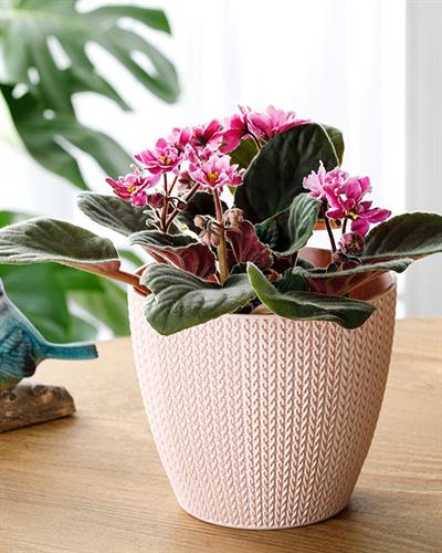 Braiding Саксия Пластмаса 1,4 л Пудра