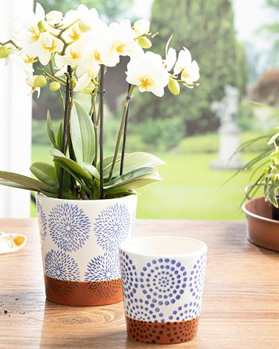 Cipso Rose Саксия 13.2x13.2x14 см Син