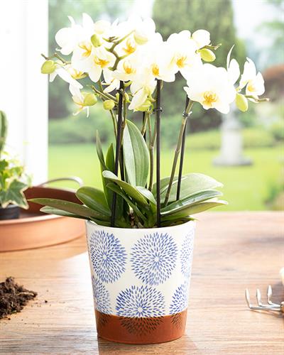 Cipso Rose Саксия 13.2x13.2x14 см Син