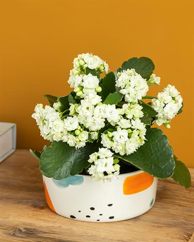 Colourful Саксия Многоцветен, 16,5 X 16,5 X 7 Cm