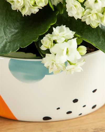 Colourful Саксия Многоцветен, 16,5 X 16,5 X 7 Cm