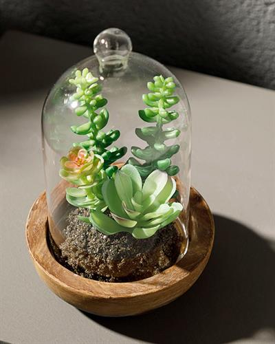Crassula Life Изкуствено Цвете С Ваза Стъкло Пластмаса 10x10x17 см Зелен