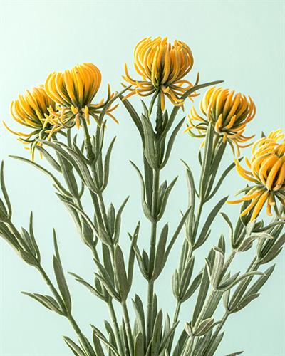 Daisy Dream Изкуствено Цвете Един Стрък 35 см Жълт