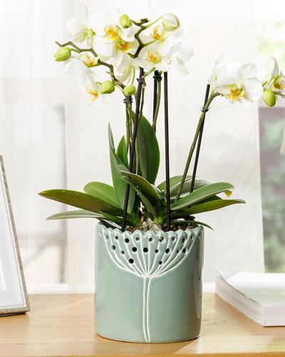 Dandelion Саксия 10x10x10.4 см Зелен