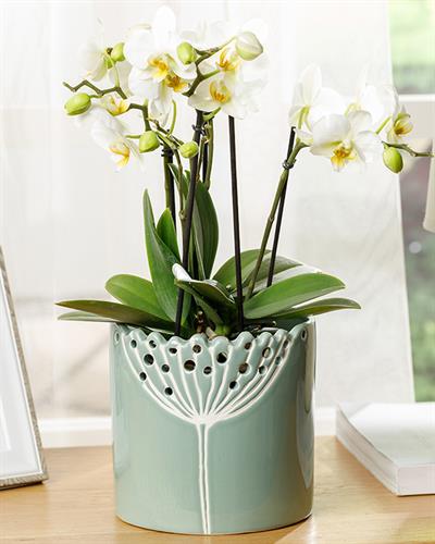 Dandelion Саксия 12.6x12.6x13 см Зелен