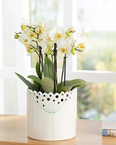 Dandelion Саксия 15.8x15.8x15.5 см Бежов