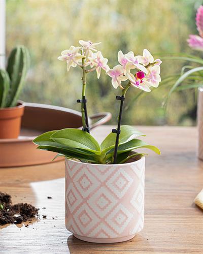 Floral Garden Саксия 10.5x10.5x10.5 см Розов