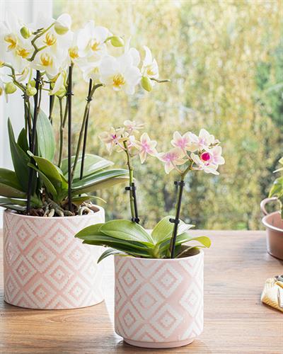 Floral Garden Саксия 13.5x13.5x12.5 см Розов