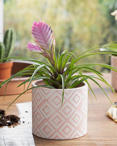 Floral Garden Саксия 13.5x13.5x12.5 см Розов