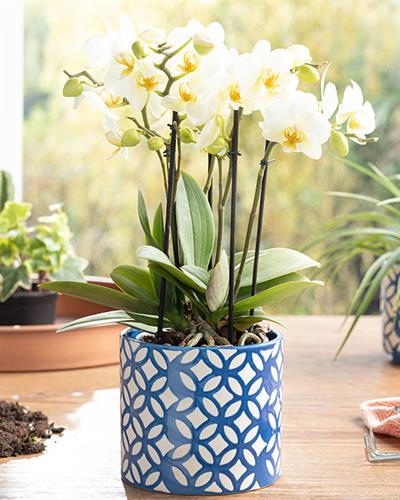 Garden Flowers Саксия Тъмно Синьо, 13.5 X 13.5 X 12.5 Cm