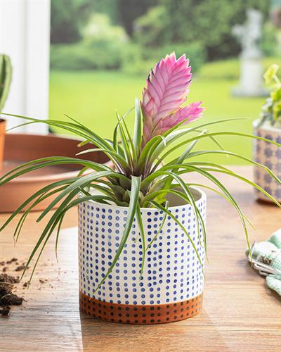 Glam Dots Саксия Синьо, 15X15X13.2 Cm