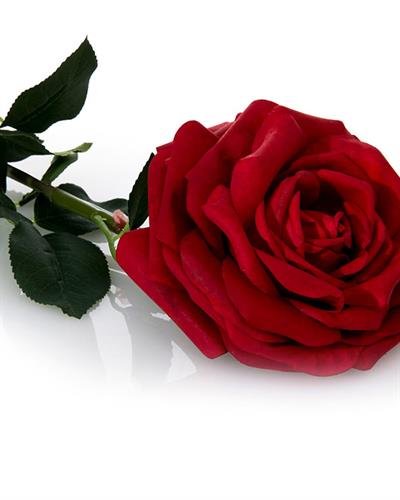 Glam Rose Изкуствено Цвете 75 см Червен