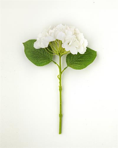 Hortensia Изкуствено Цвете Един Стрък 35 см Бял