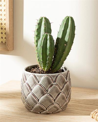 Jesse Саксия Кафяво, 12,7 X 12,7 X 10,4