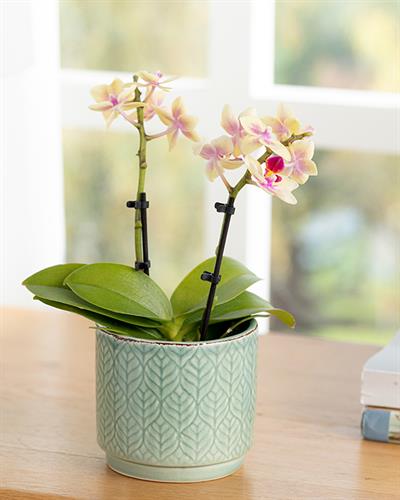 Leafy Саксия 13.4x13.4x12 см Зелен