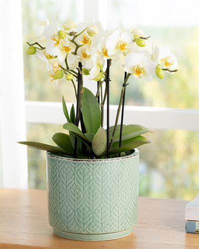 Leafy Саксия 16.4x16.4x14.7 см Зелен