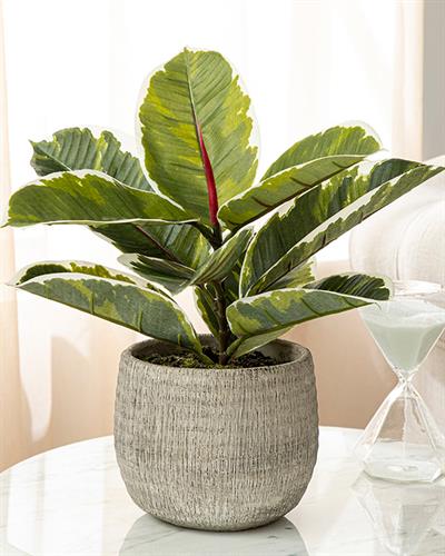 Lukas Изкуствено Цвете Във Ваза Сиво, 35 X 33 Cm