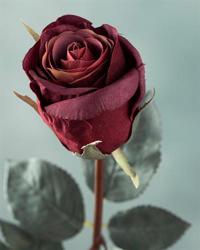 Majestic Rose Изкуствено Цвете Един Стрък 60 см Червен