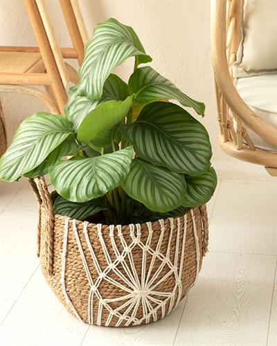 Monreo Кошница Кафяво, 0