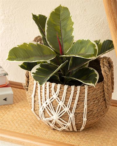 Monreo Кошница Кафяво, 0