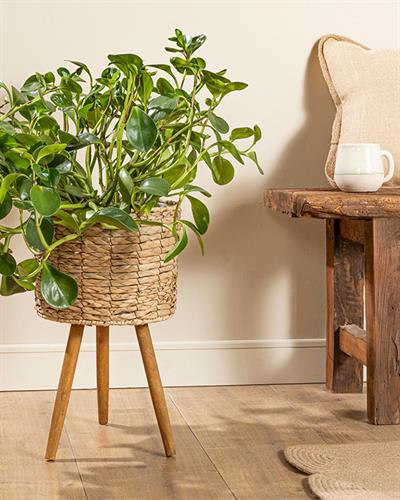 Natural Shape Саксия 27x27x46 см Кафяв