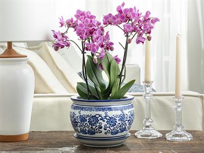 Nelson Саксия Порцелан 20x20x15,5 см Син - Бял.