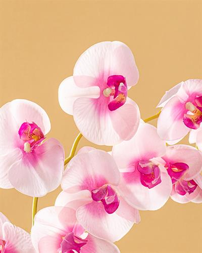 Orchid Изкуствено Цвете Един Стрък 100 см Розов