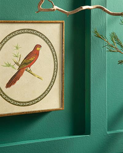 Parrot Картина 20x20 см Червен