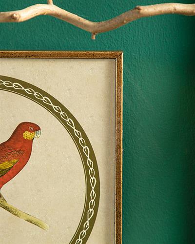 Parrot Картина 20x20 см Червен