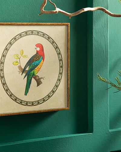 Parrot Картина 20x20 см Бледосив.