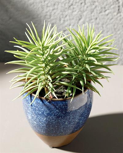 Pine Изкуствено Цвете С Ваза Керамика 12X12X16 CM Син - Зелен