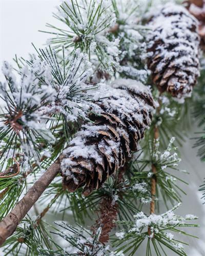 Pinecone Изкуствено Цвете 89 cm .