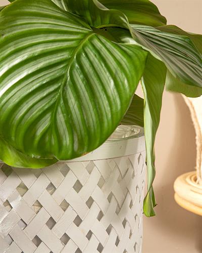 Pure Саксия 33x33x60 см Бял