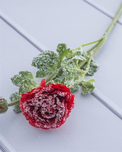 Rea Rose With Snow Изкуствено Цвете 56 см Червен