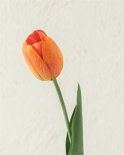 Tulip Garden Изкуствено Цвете Един Стрък 45 см Оранжев