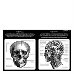 Illumanatomy