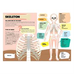 Gez, Öğren ve Keşfet - İnsan Vücudu