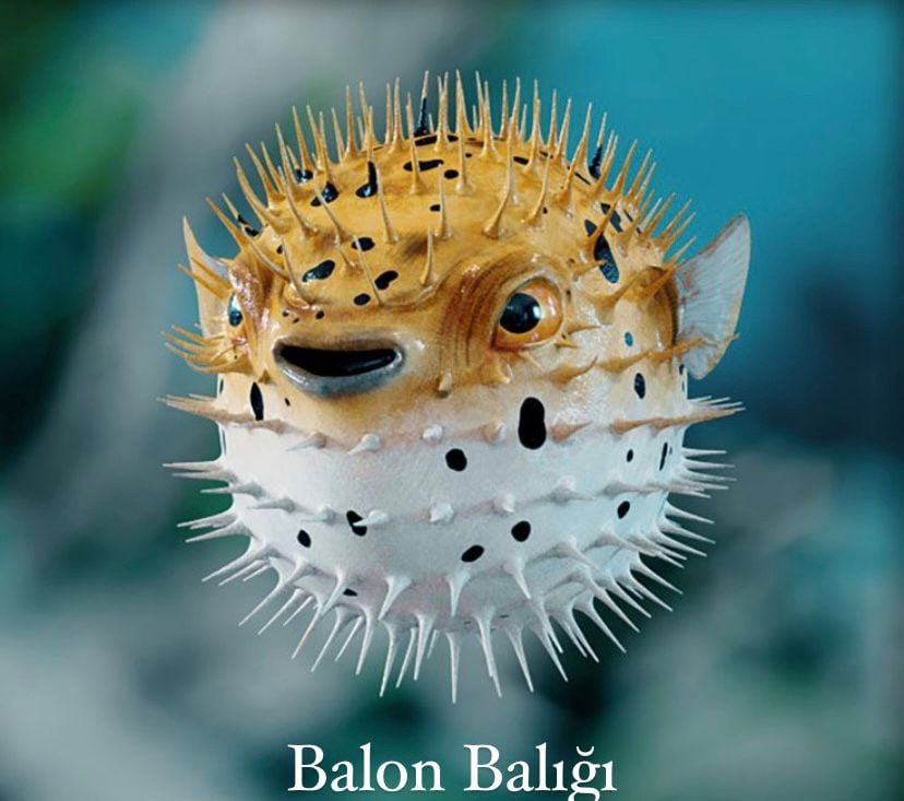 Balon Balığı Nedir? Balon Balığı Özellikleri