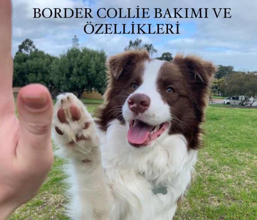 Border Collie Bakımı ve Özellikleri