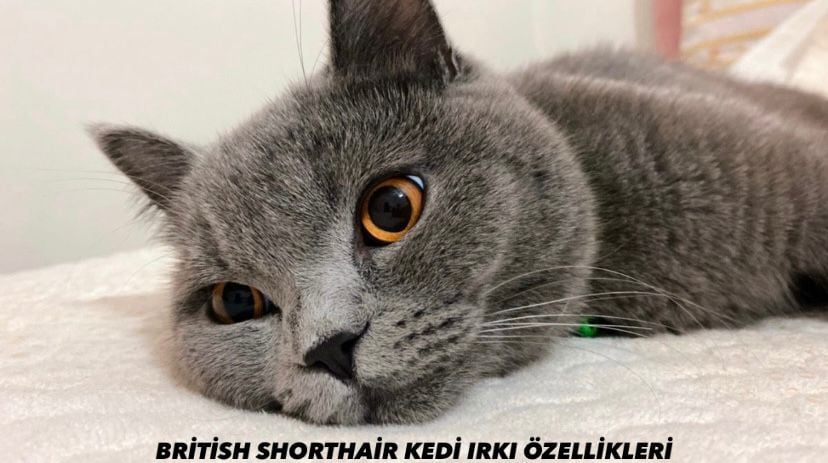 British Shorthair Kedi Irkı Özellikleri