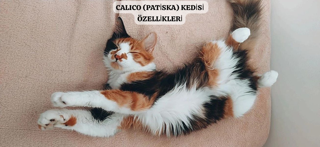 Calico (Patiska) Kedisi Özellikleri