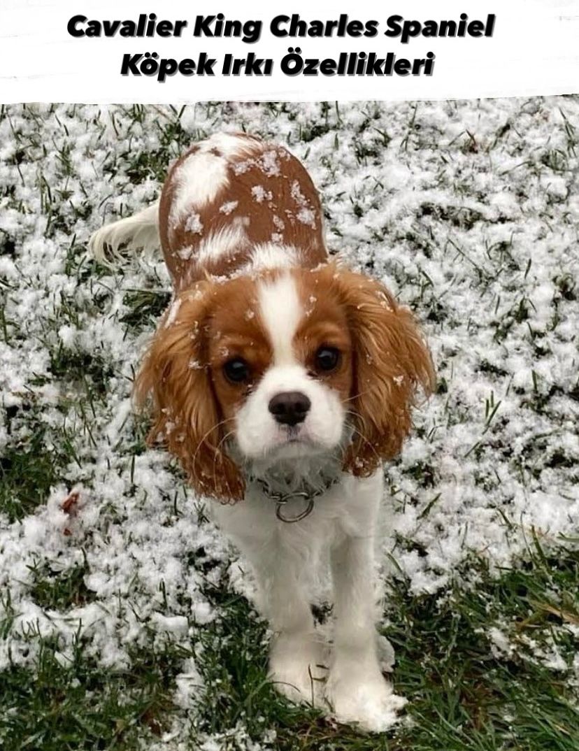 Cavalier King Charles Spaniel Köpek Irkı Özellikleri