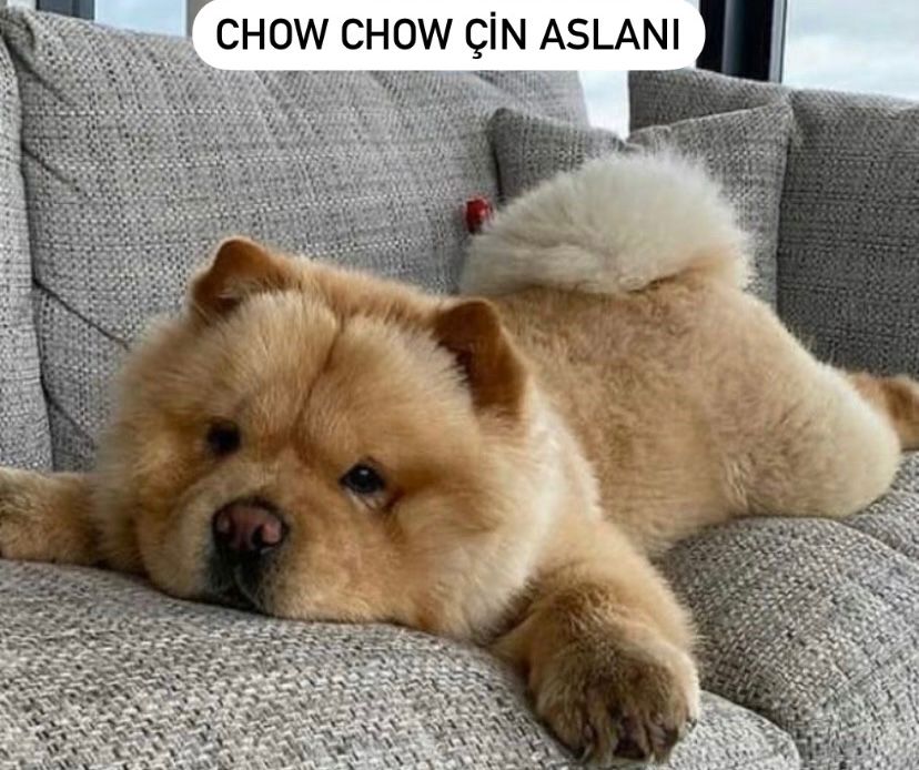 Chow Chow Köpek (Çin Aslanı) Özellikleri