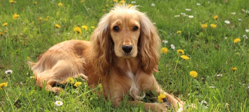 Cocker Köpek (İngiliz Cocker Spaniel) Özellikleri ve Bakımı