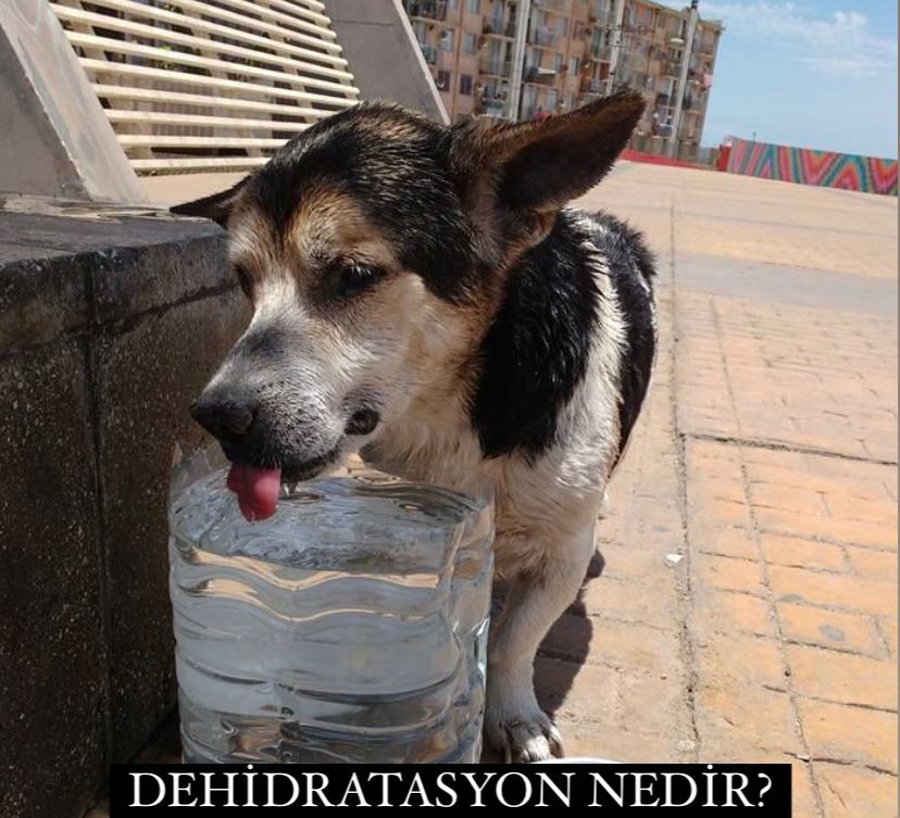 Dehidratasyon Nedir