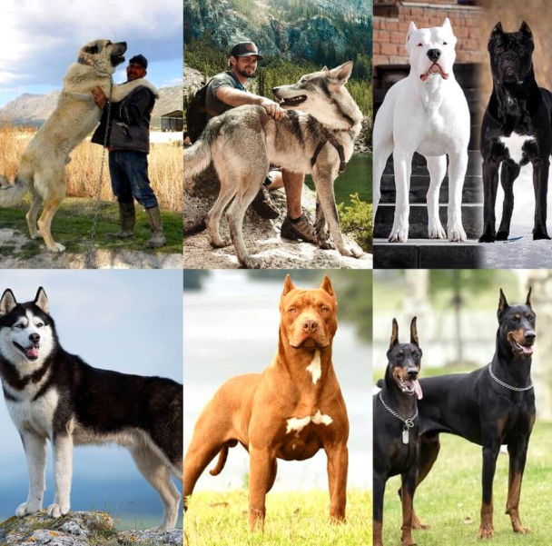 Dünyanın En Güçlü 15 Köpeği