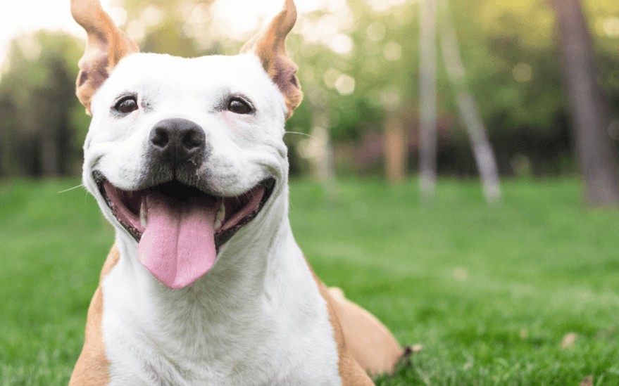 Erkek Köpek İsimleri (Yerli ve Yabancı, Erkek İsimleri, Yabancı, Yerli, Köpek İsimleri
